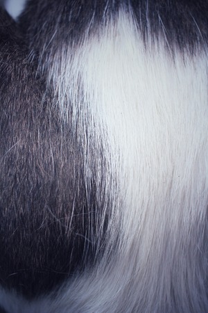 Fur cat backgroundの写真素材