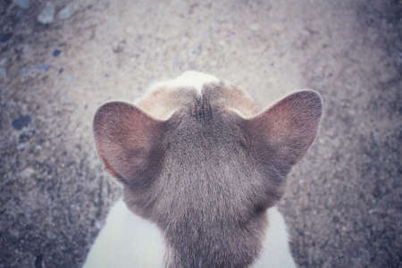 Catの写真素材