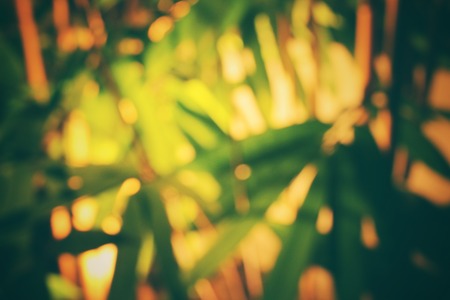 Blurred of bamboo with shadowの写真素材