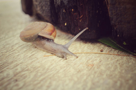 Snailの写真素材