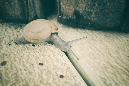 Snailの写真素材