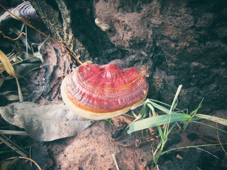 Ganoderma Lucidum - Ling Zhi Mushroom.の写真素材