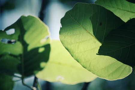 Green leaves in autumnの写真素材