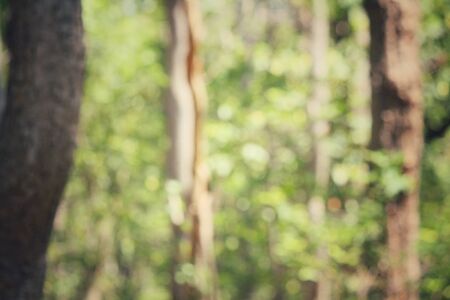 Blurred forestの写真素材