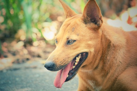 Dog lookingの写真素材