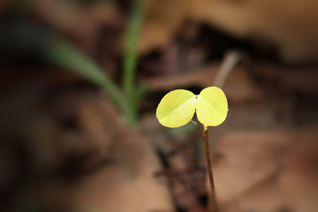Plants on soil