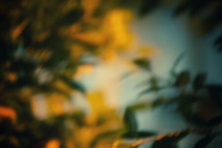 Leaves with shadowの写真素材