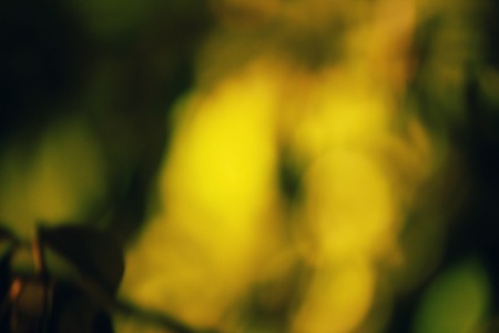 Blurred leaves at nightの写真素材