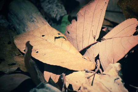 Dried leavesの写真素材