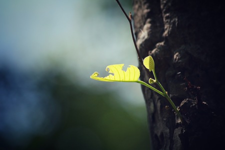 Green leaves in autumnの写真素材