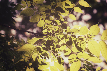 Green leaves in autumnの写真素材