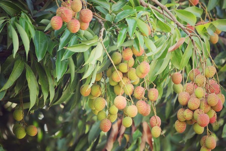 Lychee on treeの写真素材