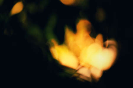 Blurred leaves at nightの写真素材