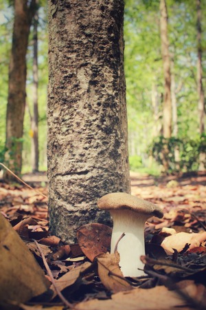 King oyster mushroom in forestの写真素材