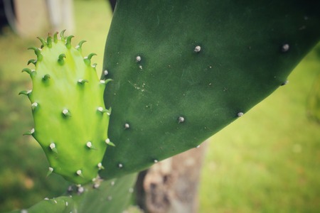 Cactusの写真素材