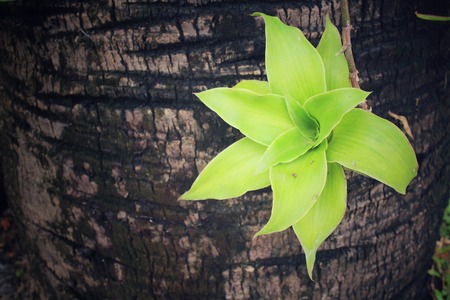 Fern leavesの写真素材