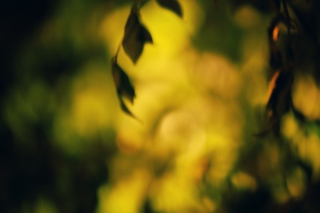 Blurred leaves at nightの写真素材