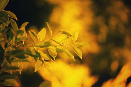 Leaves with shadowの写真素材