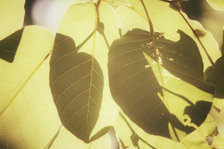 Green leaves in autumnの写真素材