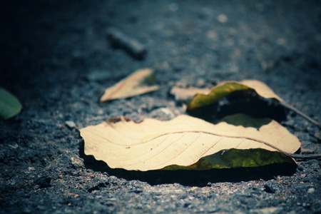 Dried leavesの写真素材