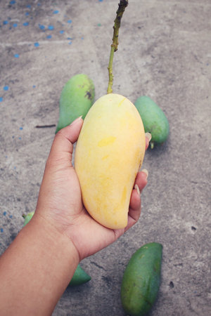 Yellow and green mango