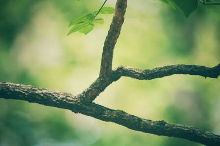 Tree branchの写真素材