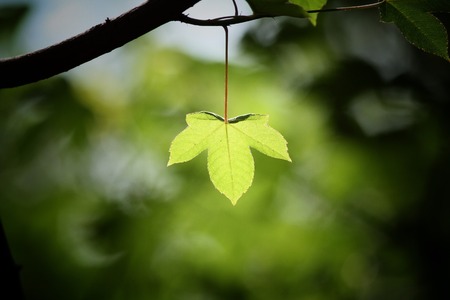 Green leaves in autumnの写真素材
