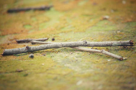 Tree branchの写真素材