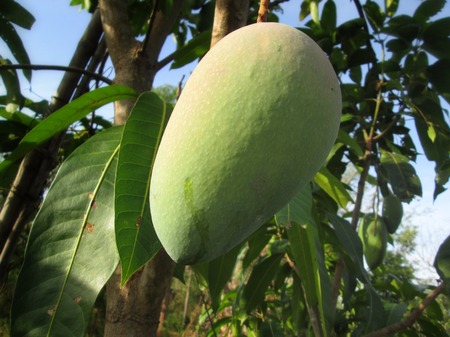 Mango on treeの写真素材