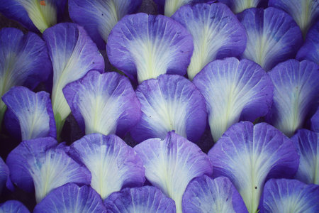 Butterfly pea flowers backgroundの写真素材