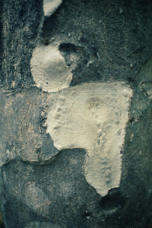 Old wood background