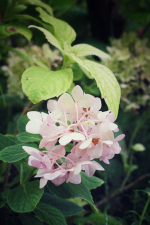 Hydrangeas flowers