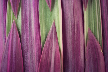 Purple leaves backgroundの写真素材