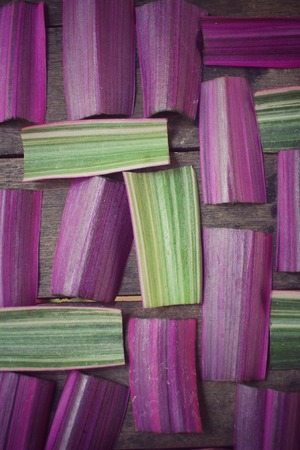 Purple leaves backgroundの写真素材