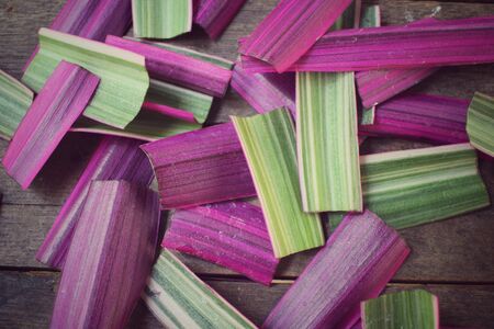 Purple leaves backgroundの写真素材