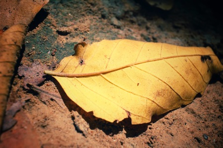 Dried leavesの写真素材