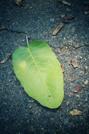 Green leaves