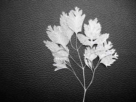 Dried leavesの写真素材