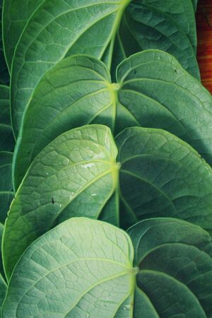 Betel leaf backgroundの写真素材