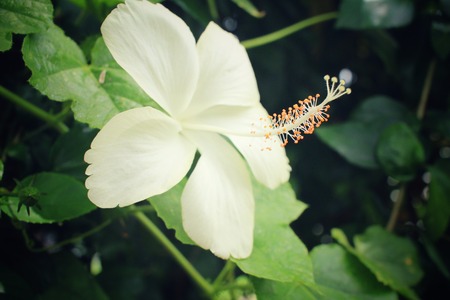 Hibiscus white flowerの写真素材
