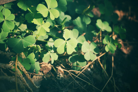 Clover leavesの写真素材