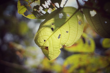 Old leaves with insectsの写真素材