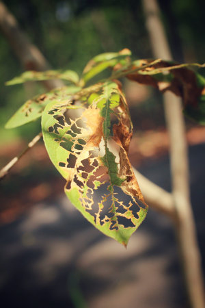 Old leaves with insectsの写真素材