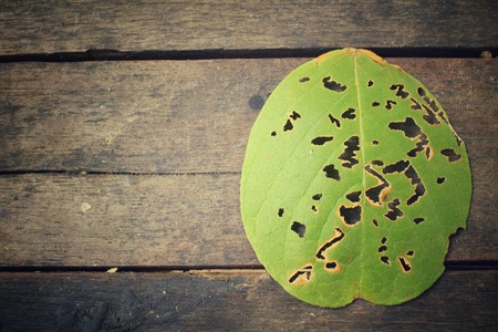 Old leavesの写真素材