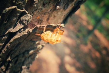 Cicada shell on the treeの写真素材