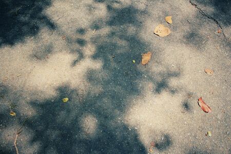 Leaves with shadowの写真素材