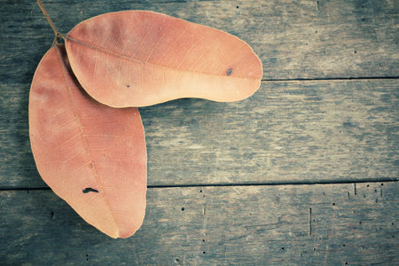 Dried leaves