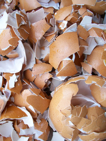 Eggs shell