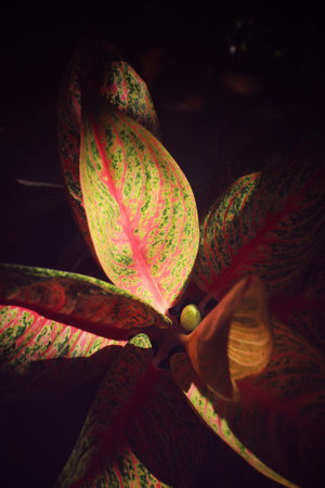 Red leaves with shadow