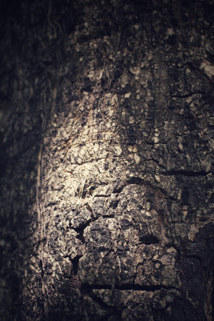 Old wood with shadow